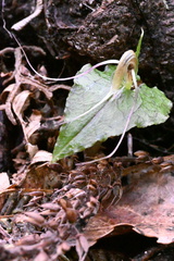 Corybas acuminatus