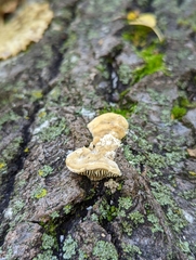 Trametes betulina