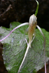 Corybas acuminatus