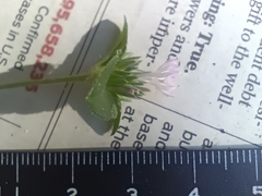 Elephantopus carolinianus