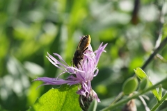 Megachile centuncularis
