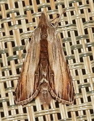 Cucullia convexipennis