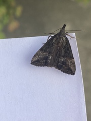 Hypena