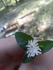 Elephantopus carolinianus