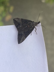 Hypena