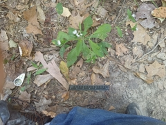 Elephantopus carolinianus