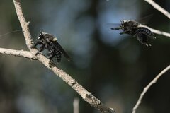 Mallophora leschenaulti