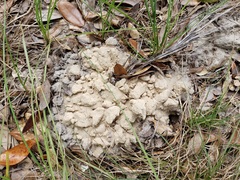 Peltotrupes profundus