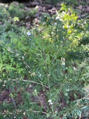 Lespedeza cuneata