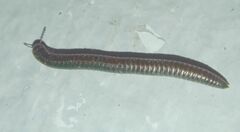 Diplopoda