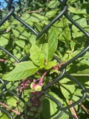 Phytolacca americana