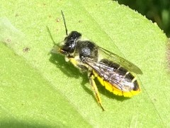 Megachile