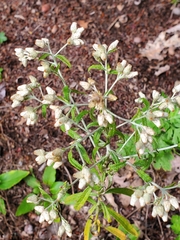 Pseudognaphalium
