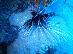 Pterois cincta