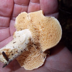 Hydnum umbilicatum