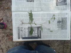 Elephantopus carolinianus