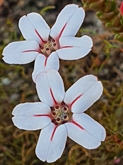 Adenandra brachyphylla