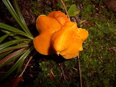 Hydnum umbilicatum