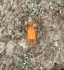 Pyrrhocoridae