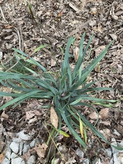 Carex blanda
