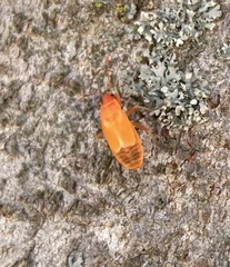 Pyrrhocoridae