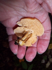 Hydnum umbilicatum