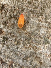 Pyrrhocoridae