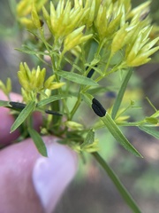 Asteromyia euthamiae