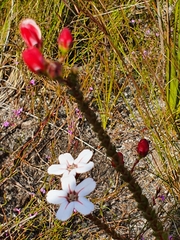 Adenandra brachyphylla