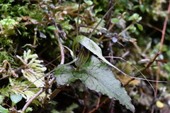 Corybas acuminatus
