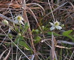 Clematis montevidensis