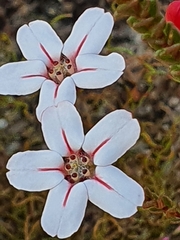 Adenandra brachyphylla