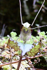 Corybas acuminatus