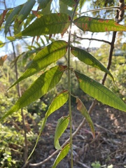 Zelkova serrata