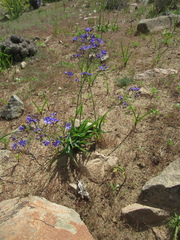Pasithea caerulea