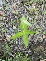 Fritillaria biflora