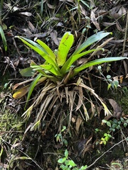 Tillandsia complanata