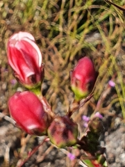 Adenandra brachyphylla