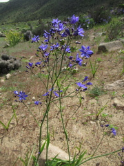 Pasithea caerulea