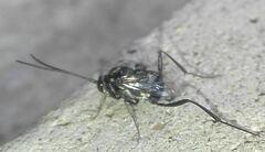 Evaniidae