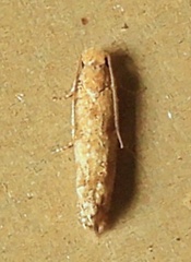 Eucosma