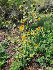 Helianthus annuus