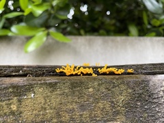 Dacrymyces spathularia