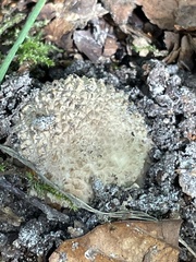 Scleroderma citrinum