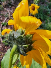 Helianthus annuus