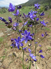 Pasithea caerulea