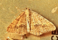 Frederickia s-signata