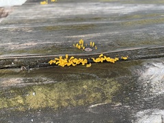 Dacrymyces spathularia