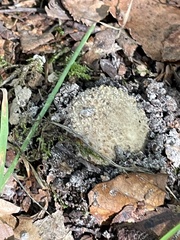 Scleroderma citrinum