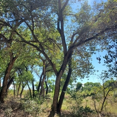 Populus deltoides wislizenii
